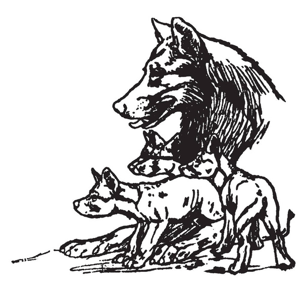 Hermanos de Mowgli, esta imagen muestra a un lobo con cuatro lobos bebé mirando algo, dibujo de línea vintage o ilustración de grabado
 - Vector, imagen