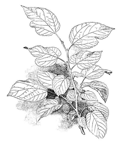 Zdjęcie przedstawia rośliny z morwy białej. Morwy Białej jest herb. Sproszkowane liście są najczęściej używane w medycynie. Owoce mogą być używane do żywności, surowe albo gotowane, vintage rysowania linii lub Grawerowanie ilustracja. - Wektor, obraz