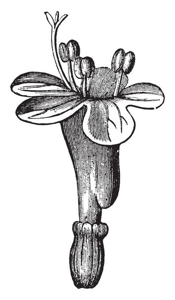 Valerian çiçektir güzel pembe ve beyaz çiçek, vintage çizgi çizme veya oyma illüstrasyon. - Vektör, Görsel
