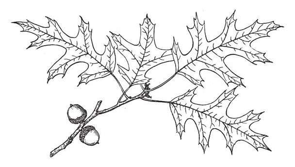 Фото ветви болотного испанского дуба. Встречается в основном в реках и на ледниковых равнинах в северо-центральной и восточной части США, рисунок винтажной линии или гравировка иллюстраций
. - Вектор,изображение