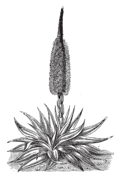 Dit is een bloem van Agave Densiflora hebben een geelachtig rode kleur. Zijn gerijpte bladeren zijn lichtgroen in kleur, vintage lijntekening of gravure illustratie. - Vector, afbeelding