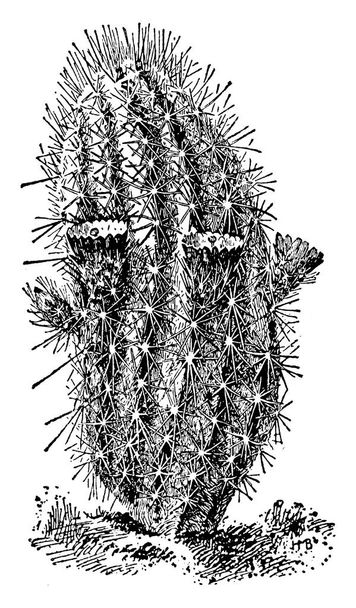 Esta é a imagem de Echinocereus Chloranthus. Cresce em áreas áridas em solos ígneos e sedimentares, desenho de linha vintage ou ilustração gravura
. - Vetor, Imagem