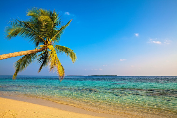 Tropická pláž - Fotografie, Obrázek