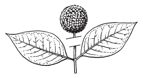 Las dos hojas son opuestas. Una fruta simple se desarrolla a partir de ovarios y muchos ovarios forman fruta agregada, dibujo de línea vintage o ilustración de grabado.
. - Vector, imagen