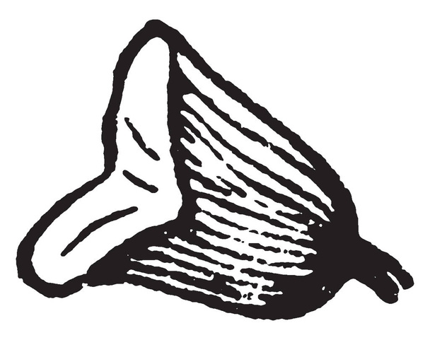 Zdjęcie pokazuje dwie wargi kielicha z miotły często nazywany również jako Cylisus miotlasty, vintage rysowania linii lub Grawerowanie ilustracja. - Wektor, obraz