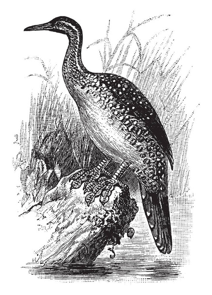 African Finfoot est un oiseau aquatique de la famille des Heliornithidae, dessin ou gravure vintage
. - Vecteur, image