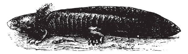 Ambystoma meksykańska lub meksykański Salamandra lub meksykański spaceru ryb, vintage grawerowane ilustracja. Historii naturalnej zwierząt, 1880 - Wektor, obraz