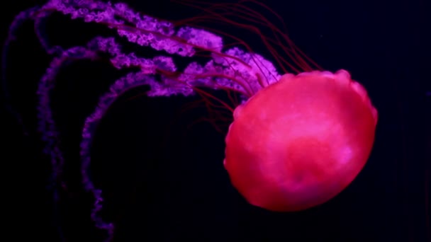 Red jellyfish medusa in a black void, natural background - Felvétel, videó