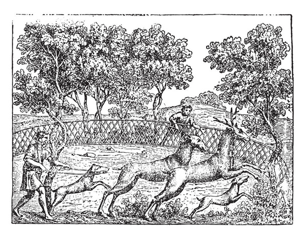 Охота на оленей, старинные гравированные иллюстрации
 - Вектор,изображение