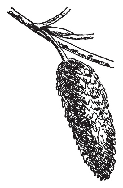 Ez a lelógó strobiles gyümölcse, a fehér nyír. Az egyik a fióktelep, hosszú, henger alakú gyümölcsök. Ez a levelek, szüreti vonalas rajz vagy metszet illusztráció ág végén jelenik meg. - Vektor, kép