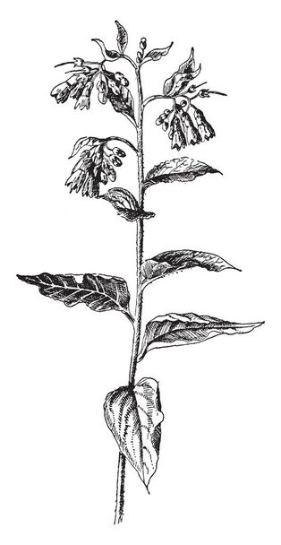 Symphytum Asperum tunnetaan piikikäs comfrey. Se on monivuotinen yrtti ja lehdet ovat yksinkertaisia, vintage line piirustus tai kaiverrus kuva
. - Vektori, kuva