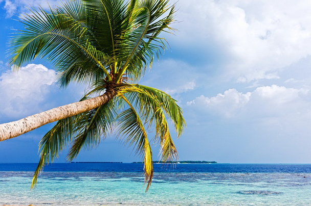 Тропический пляж - Фото, изображение