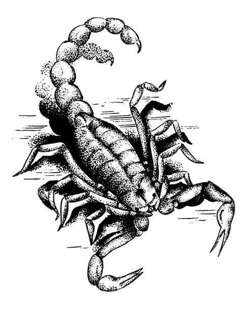 Graafinen skorpioni. Aggressiivinen astrologinen hyönteisten symboli. Kaiverrettu käsin piirretty linja taidetta Vintage vanha yksivärinen luonnos, muste. Vektorin kuva etiketissä tai tatuoinnissa
. - Vektori, kuva