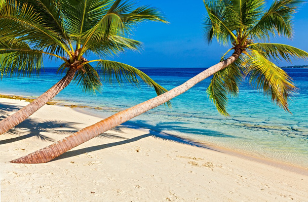 Тропический пляж - Фото, изображение