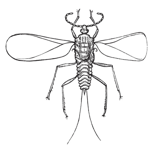 Cochineal - чешуйчатое насекомое в подпорядке Sternorrhyncha, рисунок винтажной линии или гравировка
. - Вектор,изображение