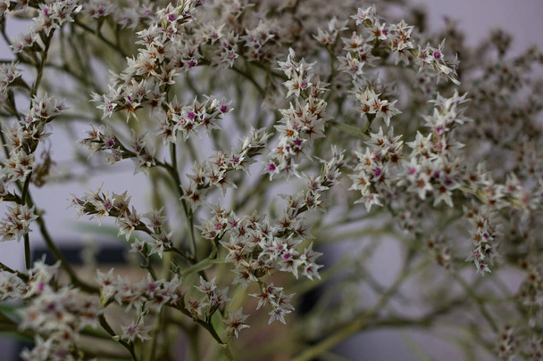 Sušená květina pro výzdobu - Goniolimon tatarský (Limonium) - Fotografie, Obrázek
