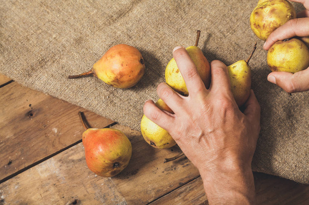 Fruit in the hands. Hands hold a handful of ripe pears. On burlap and on planed wooden board - Photo, image