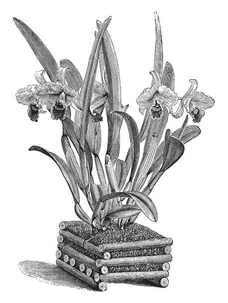 Cattleya Trianae jest znany jako Boże Narodzenie orchidea. Kwiaty są kwiaty w zimie, vintage rysowania linii lub Grawerowanie ilustracja. - Wektor, obraz