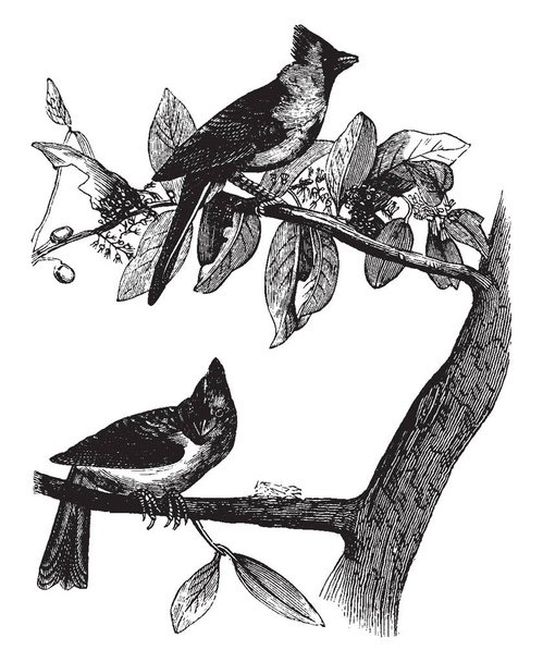 This image represents Cardinal Grosbeak, vintage line drawing or engraving illustration. - Vector, afbeelding
