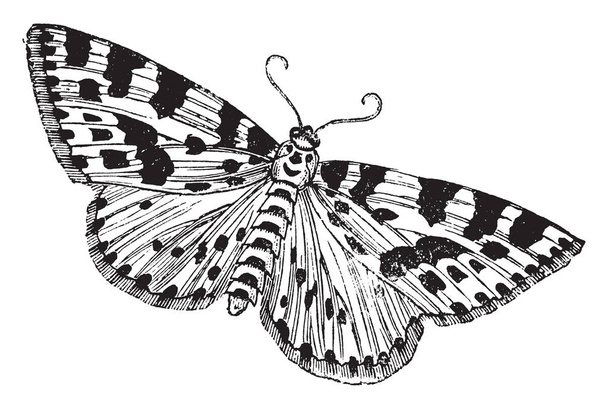 Gooseberry or Magpie Moth is often mistaken for a butterfly, vintage line drawing or engraving illustration. - Vector, Image