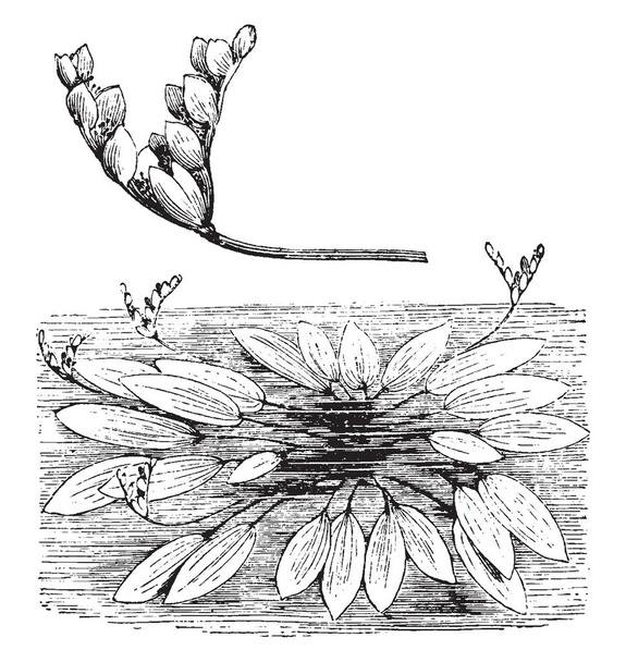 Bir resim alışkanlık ve çiçek-sivri Aponogeton Distachyon gösterir. Suda yaşayan bir bitkidir. Bu çiçek yok yaprakları vardır, ama çanak morumsu kahverengi ercik, vintage çizgi çizme veya oyma resimde beyaz. - Vektör, Görsel