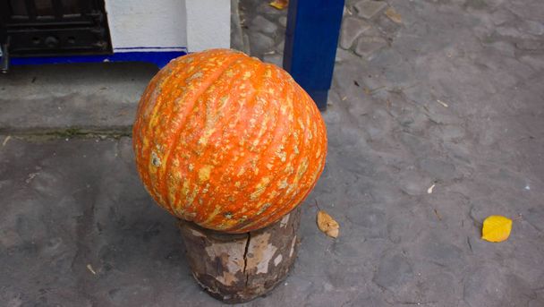 calabaza de color naranja con línea amarilla en el muñón
 - Foto, Imagen