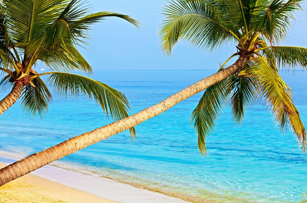 Tropisch strand - Foto, afbeelding
