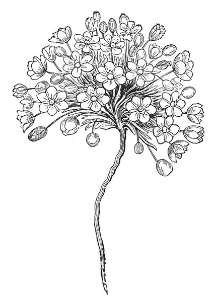 Uma imagem de Canbia candida flores são um branco reflexivo com seis pétalas. As flores ficam sozinhas em caules finos. A planta desenvolve cerca de uma polegada de altura, desenho linha vintage ou gravura ilustração
. - Vetor, Imagem