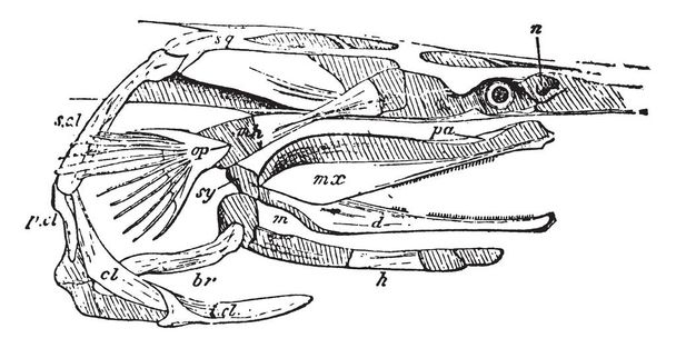 Polyodon — вид базальної ray ребристою риби, тісно пов'язані з осетрових в порядку Acipenseriformes, vintage штриховий малюнок або ілюстрація гравіювання. - Вектор, зображення