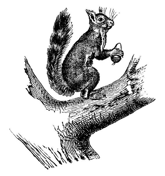 Écureuil ordinaire, illustration gravée vintage. Histoire naturelle des animaux, 1880
 - Vecteur, image