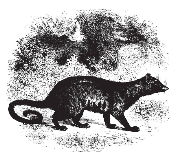 Paradoxurus est un genre dans la famille des viverrides qui a été dénommé, dessin à la ligne vintage ou illustration de gravure
. - Vecteur, image