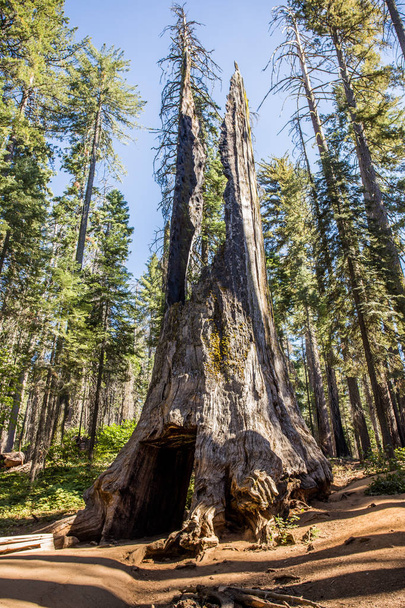 Giant Sequoia Yosemite Park - Photo, Image