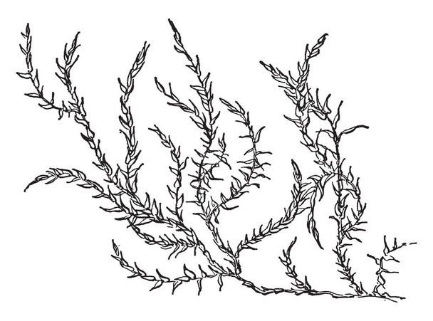 Het heet Waterpest is een geslacht van 6 soorten waterplanten. Het leeft in zoet water, vintage lijntekening of gravure illustratie. - Vector, afbeelding