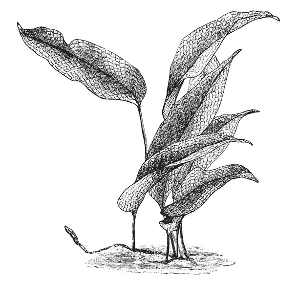 L'immagine mostra la pianta Polypodium Lingua Heteractis. Le foglie sono di grandi dimensioni. Appartiene alla famiglia delle Polypodiaceae. Le fronde sono lunghe da 5 a 25 centimetri e larghe da 1 a 3 centimetri, disegno o incisione vintage
. - Vettoriali, immagini