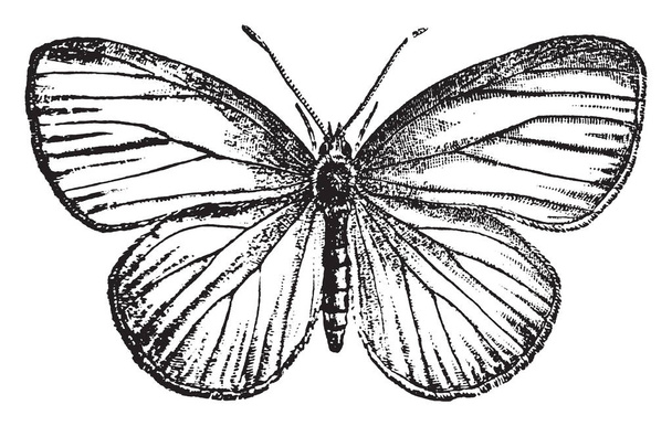Pot a növény pillangó, ami egy amerikai rokonvegyület importált káposzta pillangó, vintage vonalas rajz vagy metszet illusztráció. - Vektor, kép
