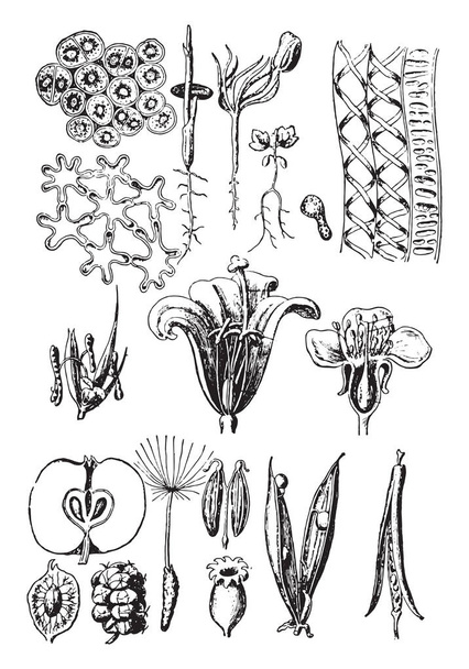 Bitki organları, eski oyma resimler. La Vie dans la nature, 1890 - Vektör, Görsel