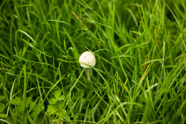 petit champignon blanc dans l'herbe
 - Photo, image