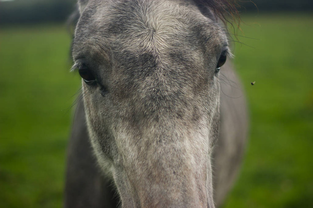 gray and brown horses muzzle - Photo, Image