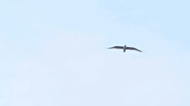 Witte zeemeeuwen vliegen in de blauwe zonnige lucht boven de wolken - Video