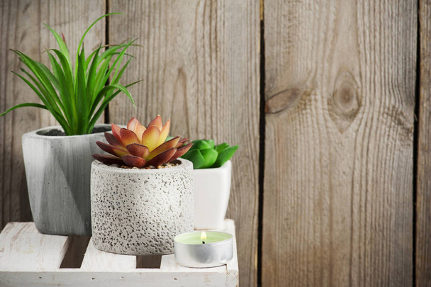 Succulents and old wooden background  - Foto, afbeelding