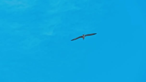 White sea gulls flying in the blue sunny sky over the clouds - Footage, Video