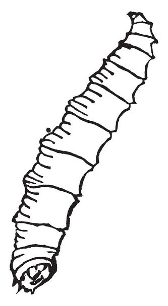 El gusano de col es una especie de Phorbia brassicae, dibujo de línea vintage o ilustración de grabado
. - Vector, imagen