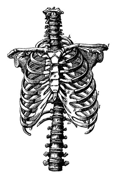 Diritti su colonna vertebrale e gabbia toracica, illustrazione incisa d'epoca. La Vie dans la nature, 1890
. - Vettoriali, immagini