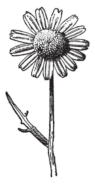 Dit is een afbeelding van Actinolepis Coronaria bloem. De bloem heeft veel bloemblaadjes en de stengel is lang, vintage lijn tekenen of gravure van illustratie. - Vector, afbeelding