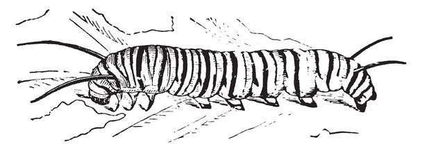 Larve d'asclépiade qui est une chenille charnue, dessin de ligne vintage ou illustration de gravure
. - Vecteur, image