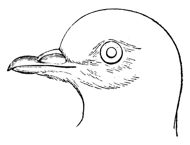 鳩頭ヴィンテージには、図が刻まれています。1880、動物の自然史 - ベクター画像