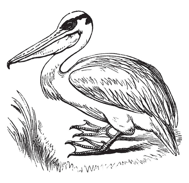 Pelícano un género de aves acuáticas grandes que forma la familia Pelecanidae, dibujo de líneas vintage o ilustración de grabado
. - Vector, imagen