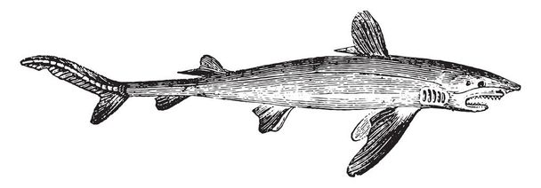 Акула, винтажная гравированная иллюстрация. Естественная история животных, 1880
 - Вектор,изображение
