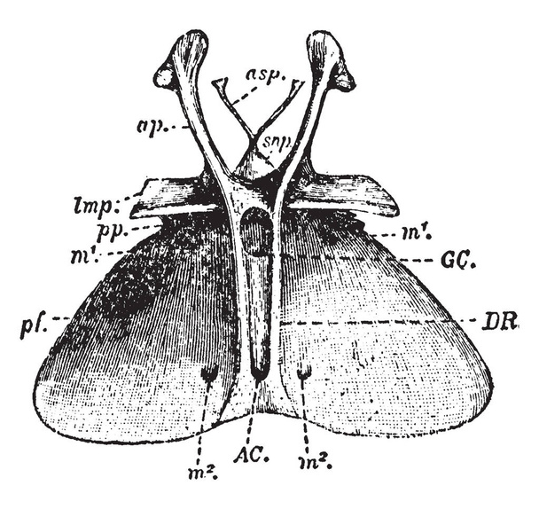 Entosternum は昆虫または他の節足動物、ビンテージの線の描画や彫刻イラストの胸骨のプロセスのシステムまたは内部プロセス. - ベクター画像