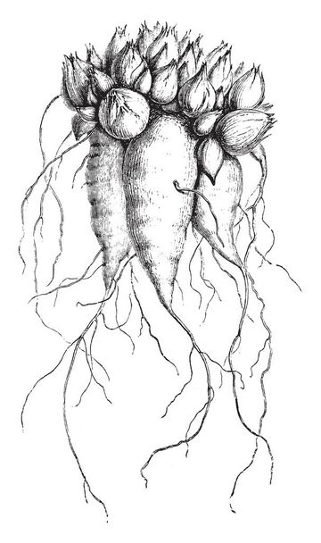 Se on Oxyllous Tetraphylla kasvi, jonka lamppu on suuri ja hilseilevä, vintage linja piirustus tai kaiverrus kuva
. - Vektori, kuva
